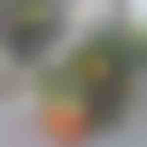 Organizér do chladničky | FRESHDISH